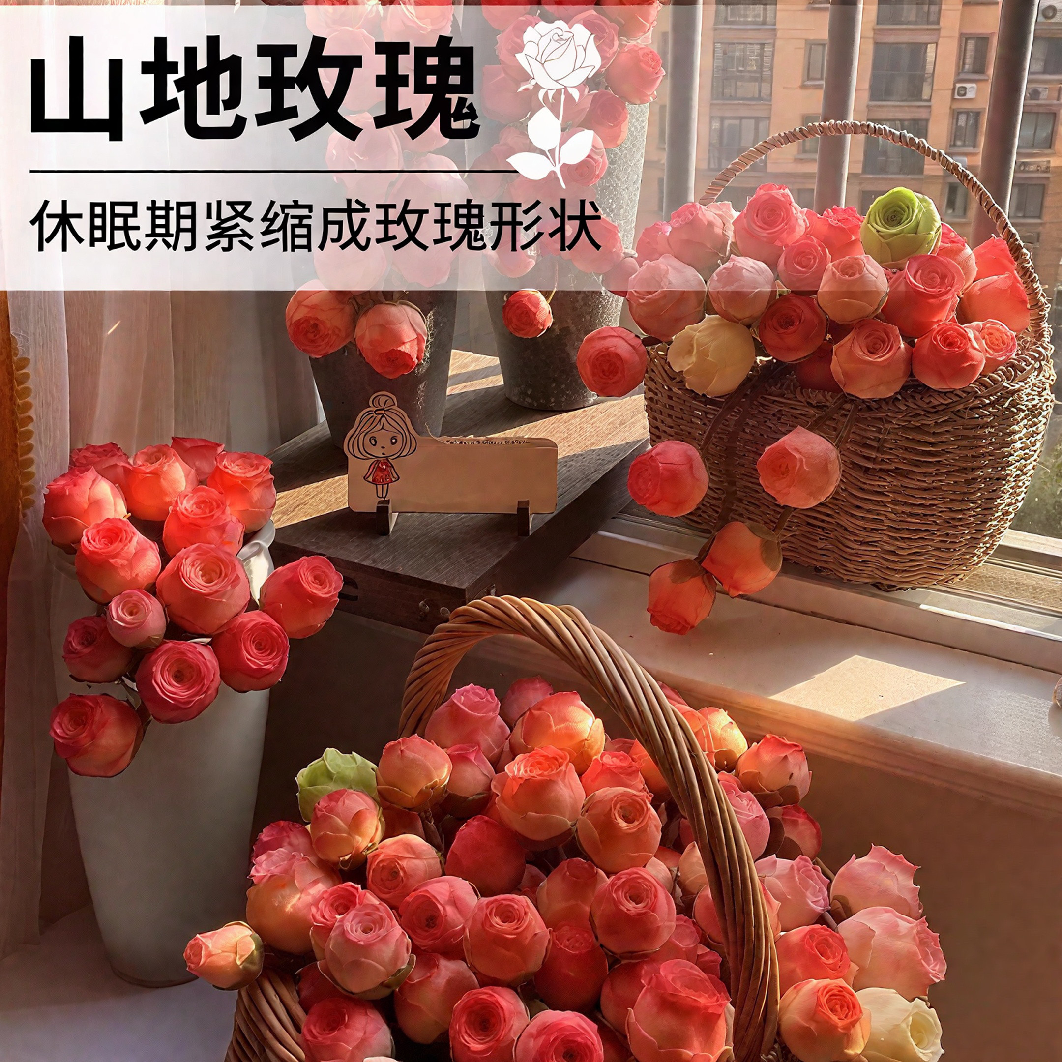 【带盆】正版山地玫瑰多肉植物花卉盆栽室内新款绿植系列套餐多肉