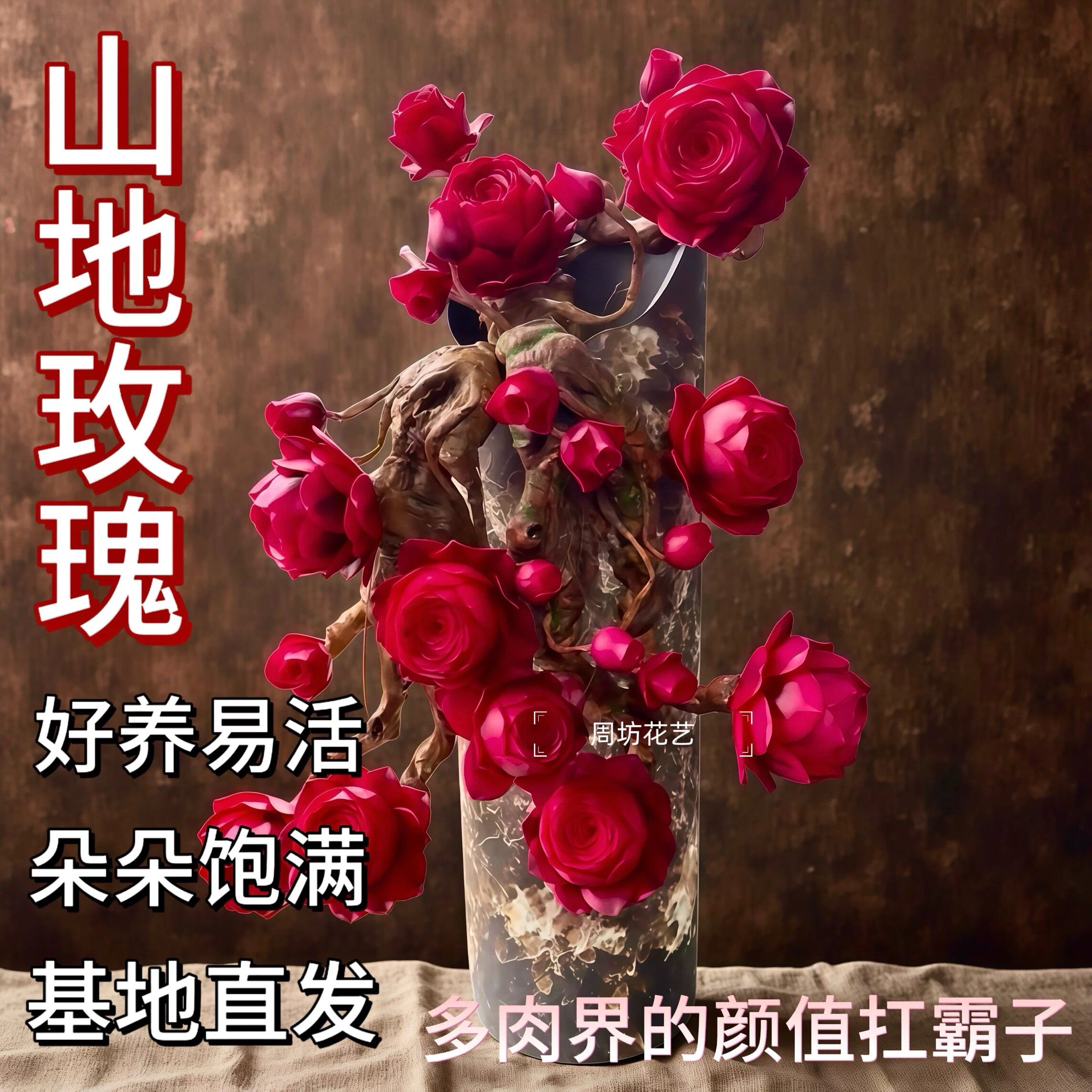 山地玫瑰水蜜桃酒杯特大老桩多肉植物盆栽室内阳台水培桌面绿植