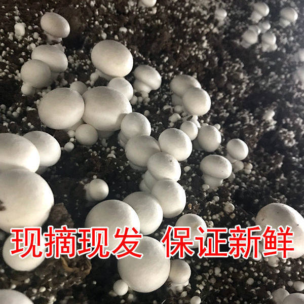口蘑 新鲜口蘑双胞菇白蘑菇现摘发货冷链包邮产地直销绿色食用菌