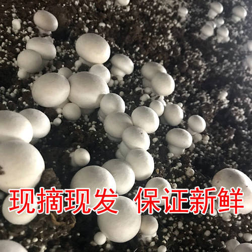 新鲜口蘑现摘现发冷链绿色食用菌