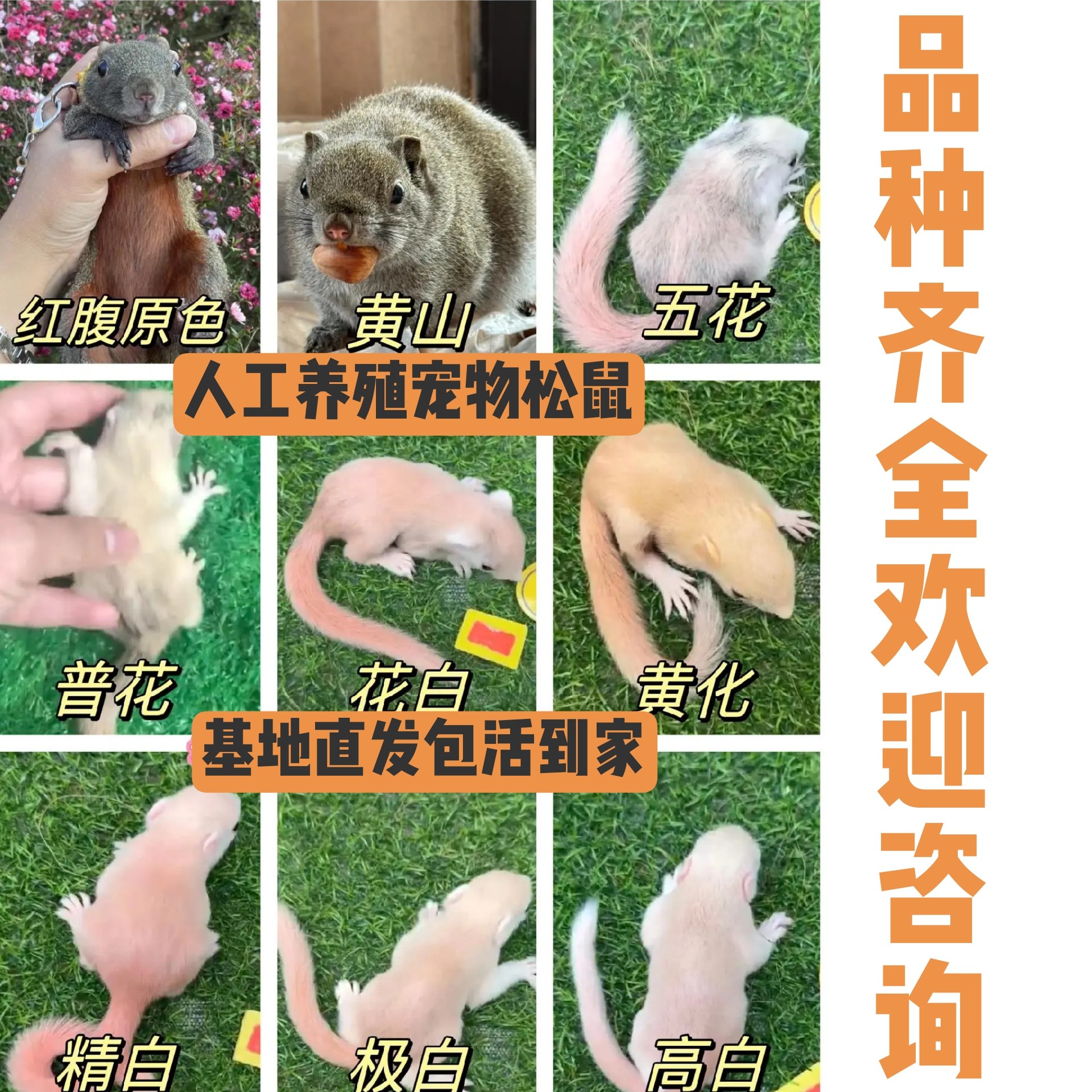 松鼠幼崽萌宠新手友好不咬人易饲养公母可选包邮宠物仓鼠小仓鼠