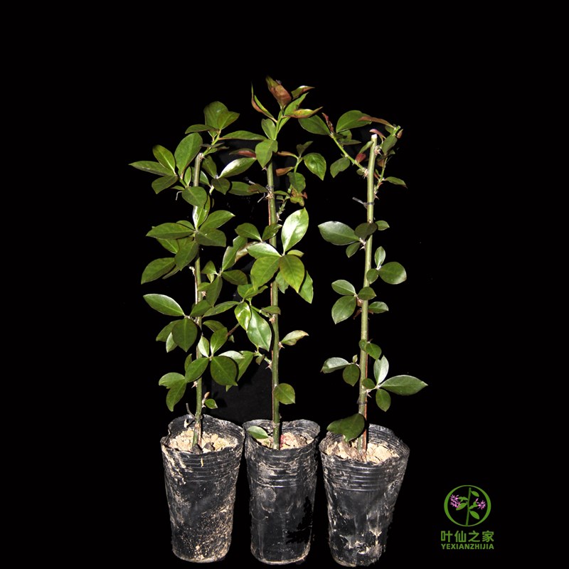 叶仙苗20-40-60公分营养钵繁殖带原土发货不伤根缓苗快成活率高