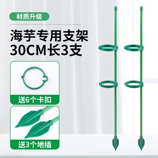 海芋专用支撑杆全新升级绿天鹅支撑杆防止倒伏彩叶芋固定造型通用