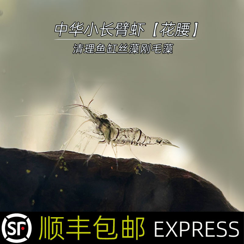 花腰虾除刚毛藻，除丝藻