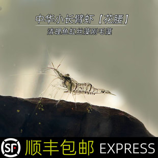 除刚毛藻丝藻鱼缸观赏宠物中华小长臂虾耐低温冷水花腰虾顺丰包邮