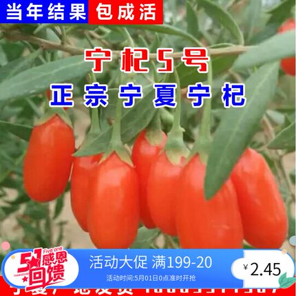 枸杞苗树苗5号大果宁夏红枸杞树苗当年结果红枸杞盆栽庭院枸杞树