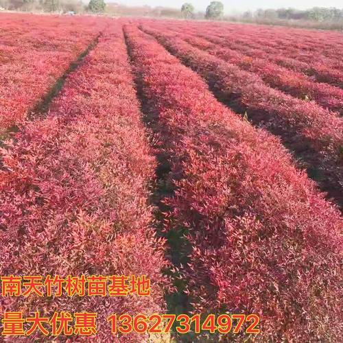 南天竹树苗室内盆栽植物火焰红南天竺苗庭院耐寒绿化小苗四季好养
