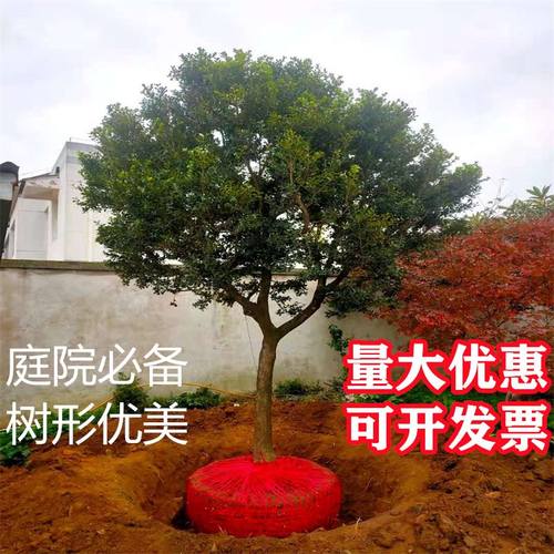 独杆黄杨树苗别墅庭院大型盆景耐寒四季常青绿化苗小叶瓜子黄杨苗