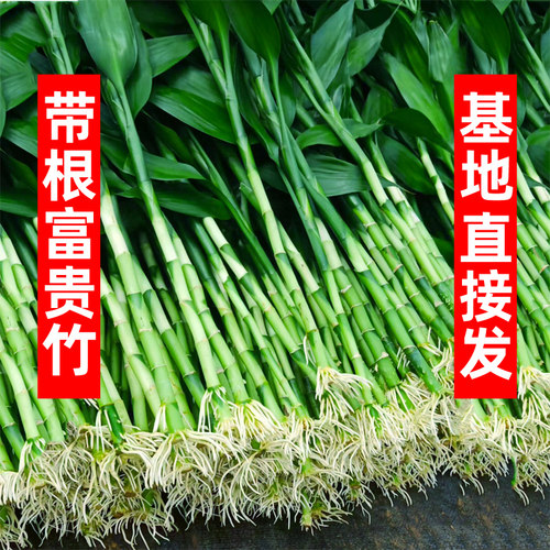 带根富贵竹水培转运竹