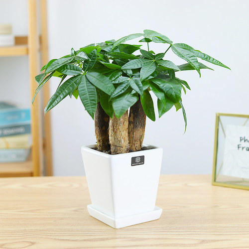 北叶发财树盆栽北欧风ins办公室内绿植桌面植物招财树盆景 - 封面