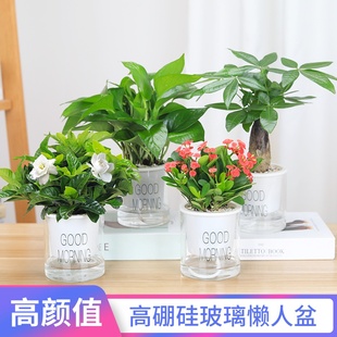 发财树栀子花室内好养绿植小盆栽花卉绿萝水培富贵竹多肉植物芦荟