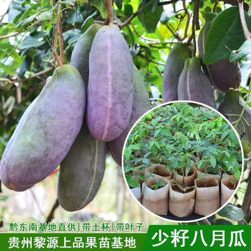 新品种少籽八月瓜苗带土发货