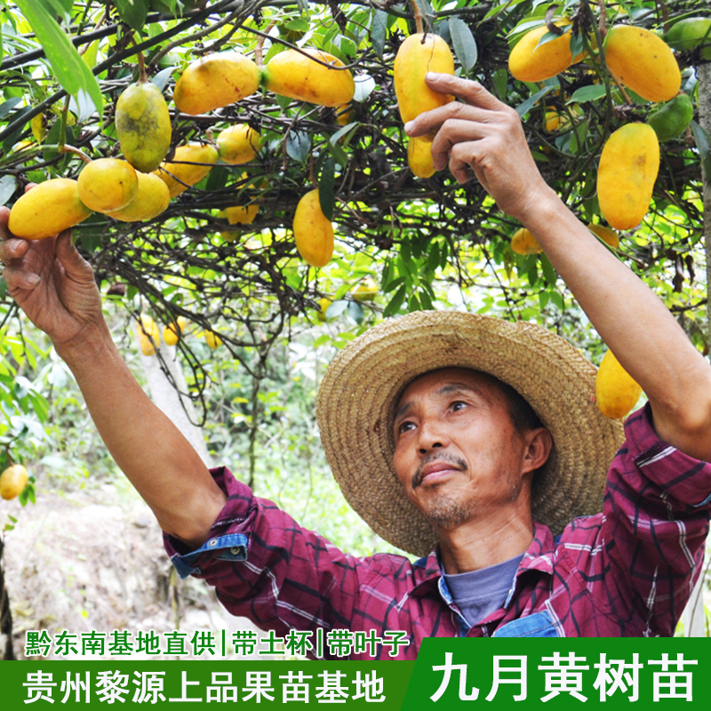 九月黄树苗常绿爬藤带土果树
