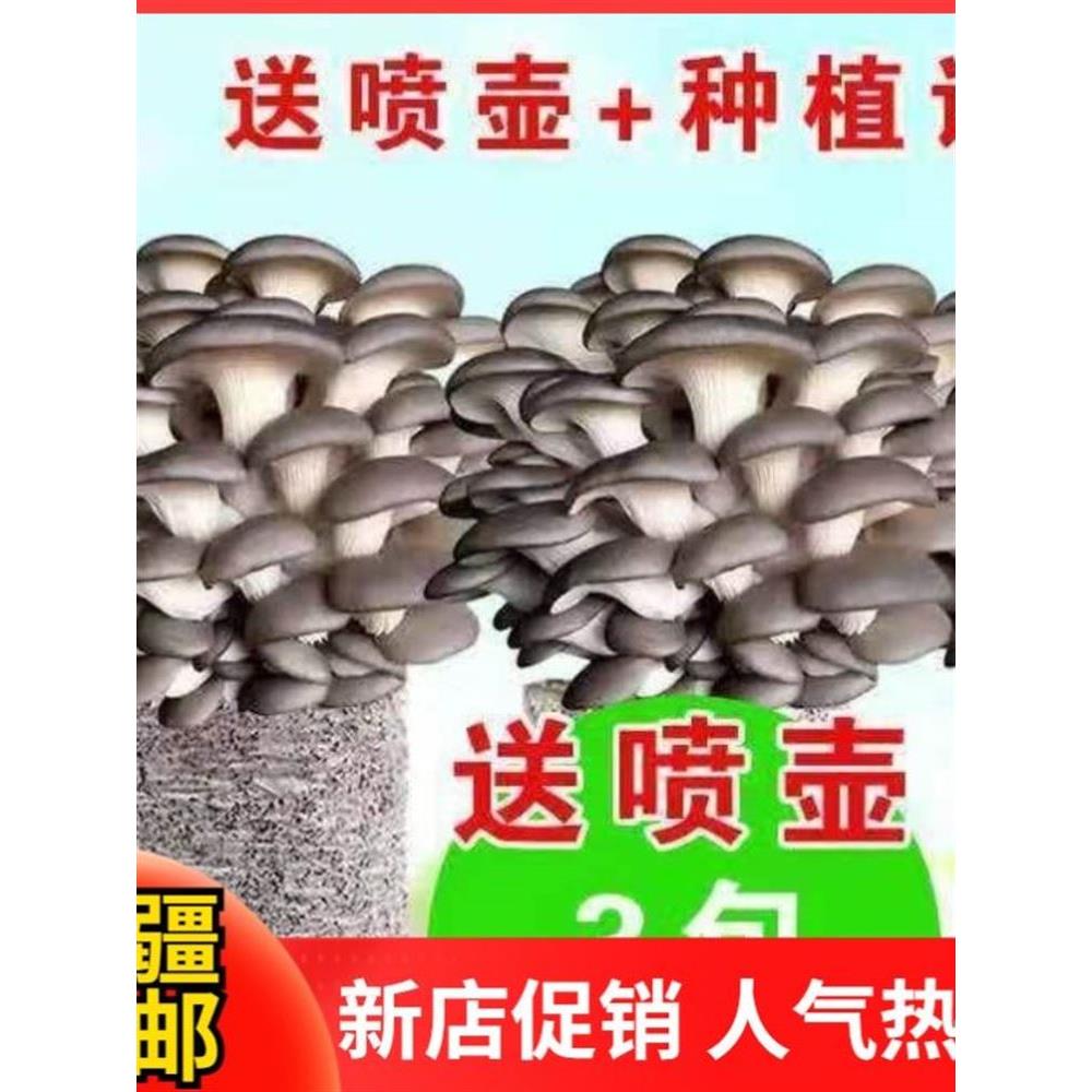 新疆包邮【买一发三】家庭蘑菇菌包食用菌室内蘑菇种植菌棒种