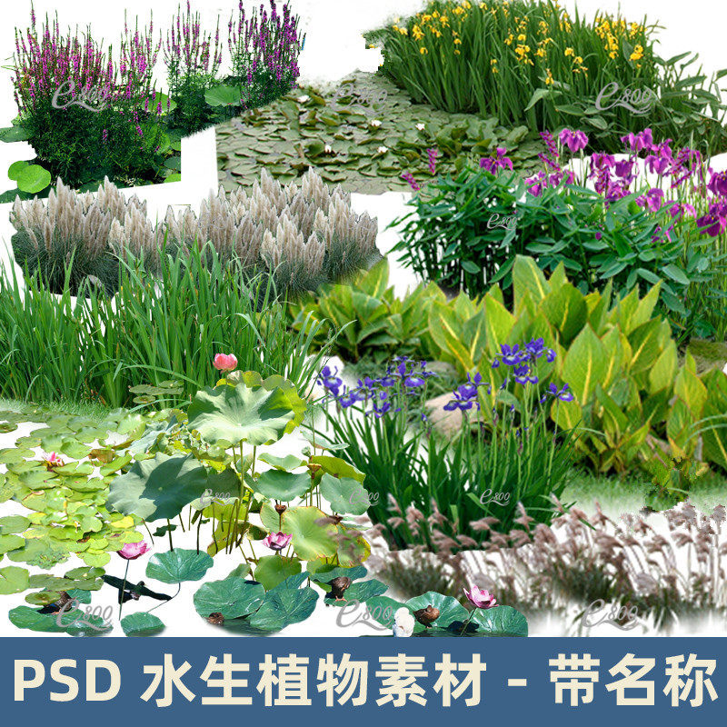 园林景观水生植物psd分层素材鸢尾菖蒲美人蕉荷花睡莲梭鱼草ps