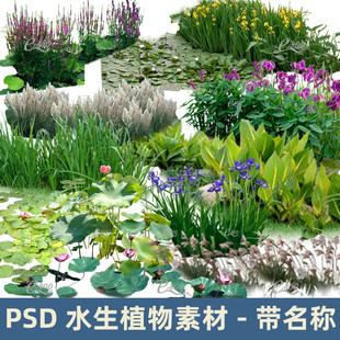 园林景观水生植物psd分层素材鸢尾菖蒲美人蕉荷花睡莲梭鱼草PS