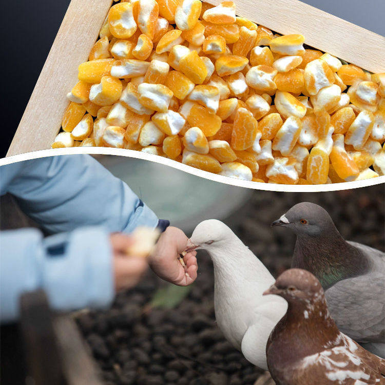 包邮10斤碎玉米粒挑选新剥皮玉米信鸽肉鸽观赏鸽基础粮营养饲料粮