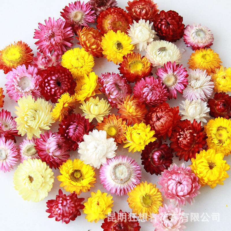 狂想者源头工厂雏菊麦秆菊干花头白色手工花材料干花材料包