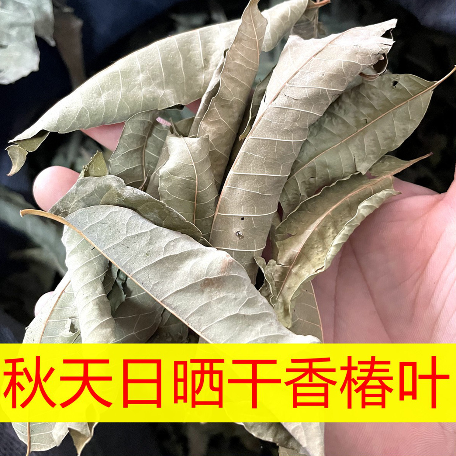 干香椿叶子老香椿树叶秋天日晒香椿树叶干野生香椿茶无盐泡茶煮水