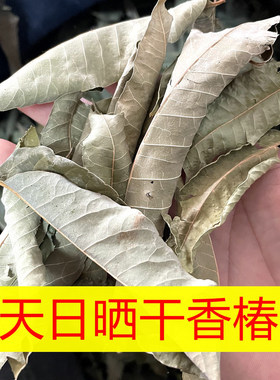 秋天日晒老香椿叶子干净无杂质