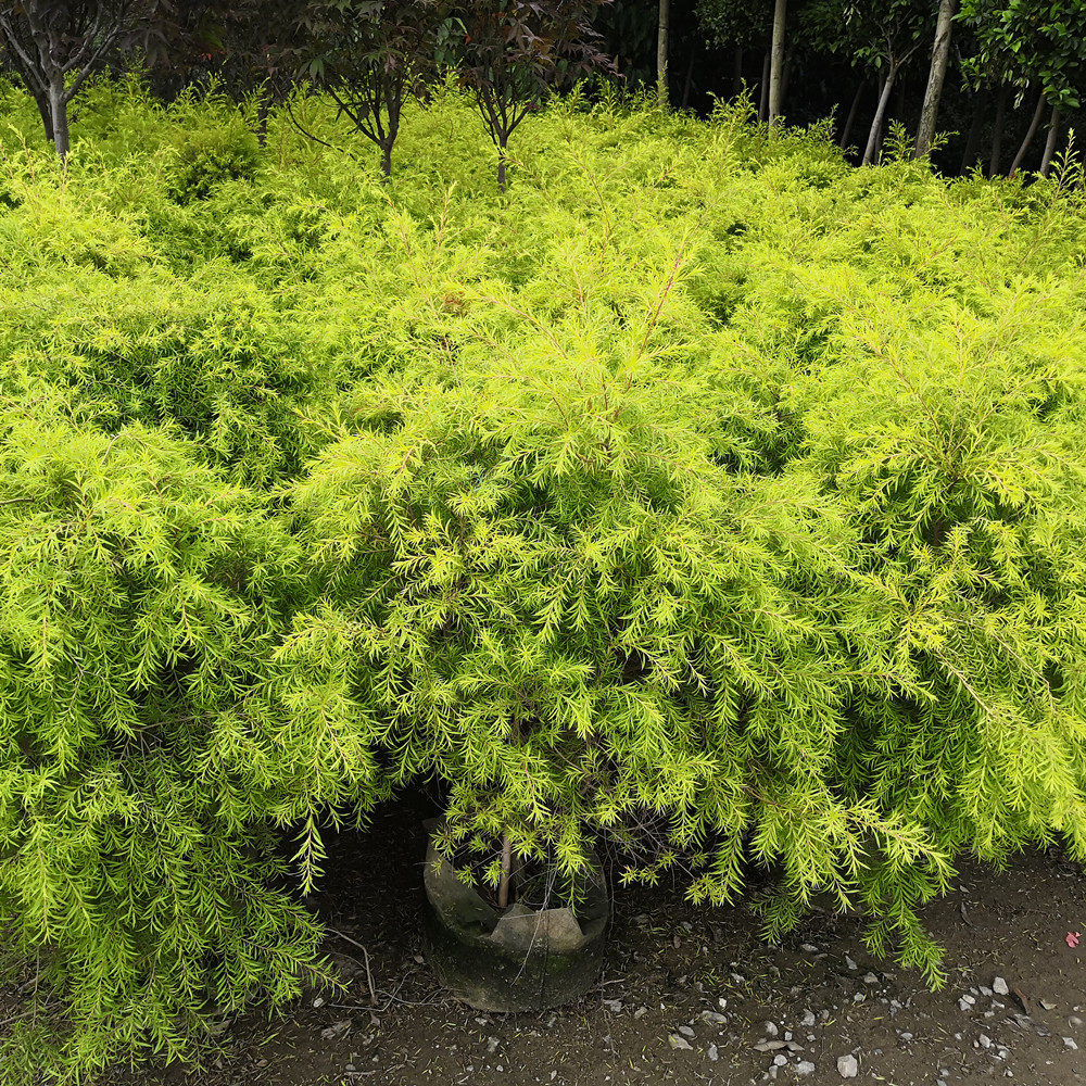 澳洲茶树盆栽 黄金香柳 白千层 芳香植物 可做纯露 药用 代发物流