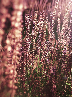 【琥珀薰衣草】CANDLEWORKS香薰精油蜡烛DIY材料蜡烛香精1组