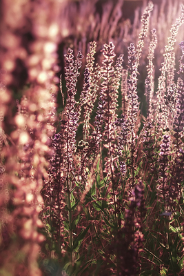 【琥珀薰衣草】CANDLEWORKS精油