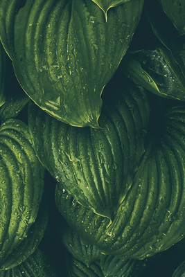 野生玉簪叶柳树CANDLEWORKS精油