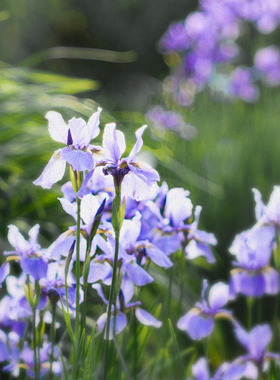 【鸢尾花园】CANDLEWORKS香薰精油香薰蜡烛DIY材料香精香料5组