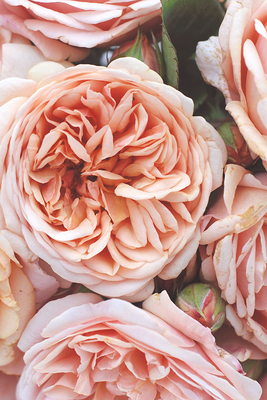 【保加利亚玫瑰和黑醋栗叶】精油