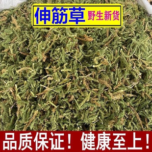 中药材野生伸筋草筋骨草正品新货透骨草舒筋品质石500克中草药