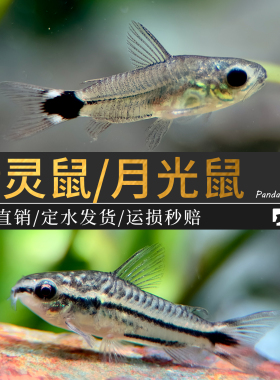 精灵鼠鱼小型老鼠鱼热带淡水观赏鱼草缸群游鱼缸清洁除藻月光鼠鱼