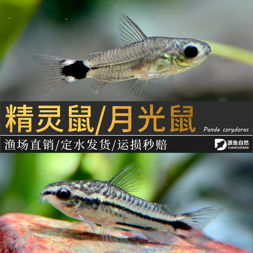 精灵鼠鱼小型老鼠鱼热带淡水观赏鱼草缸群游鱼缸清洁除藻月光鼠鱼