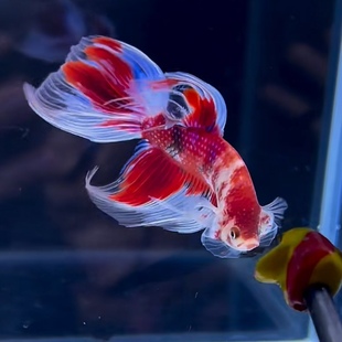 泰国斗鱼苗糖果星河系列马尾赛级泰斗淡水观赏鱼活体鱼苗可混养