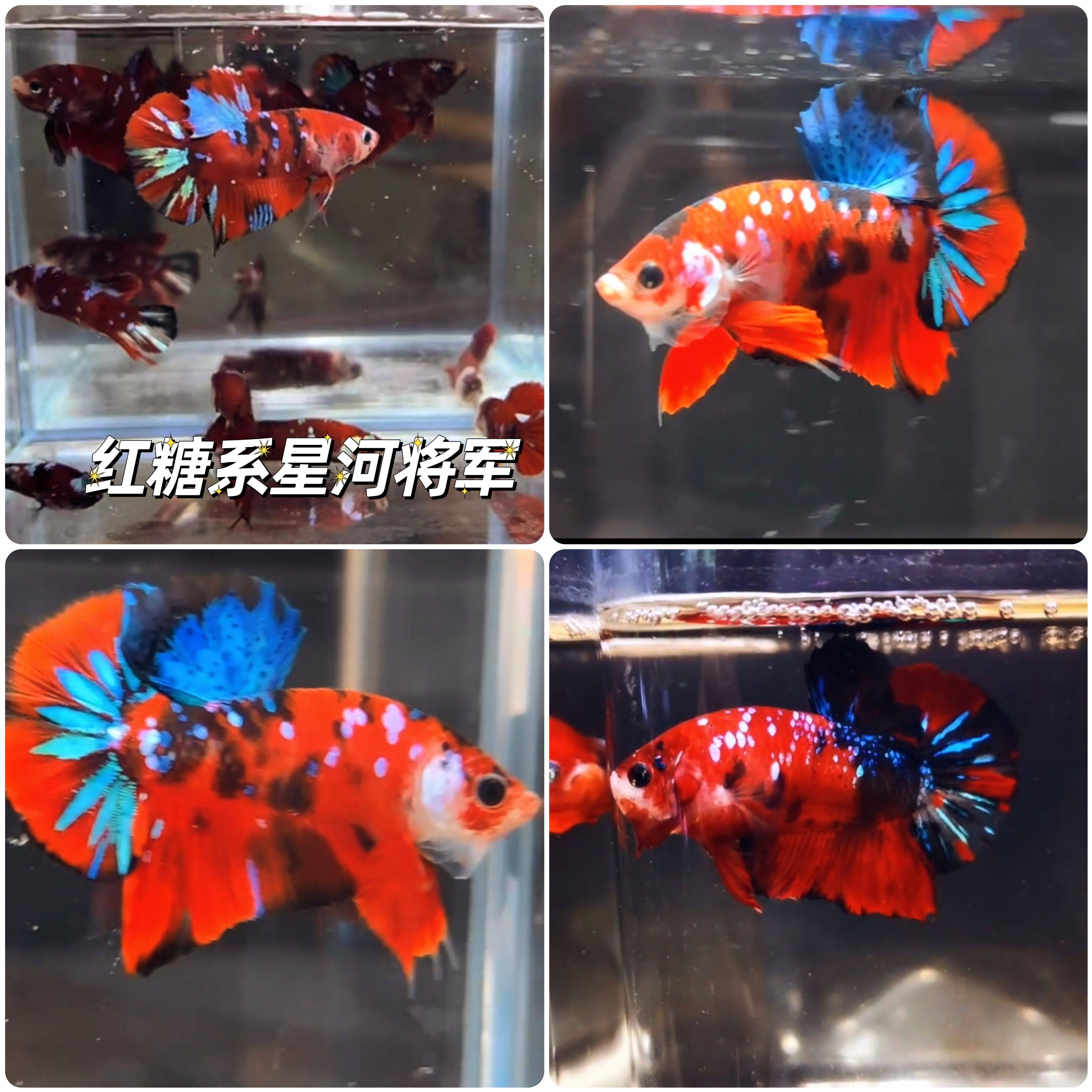 泰国斗鱼进口自繁殖鱼苗精品鱼苗活体观赏鱼淡水热带鱼将军斗鱼