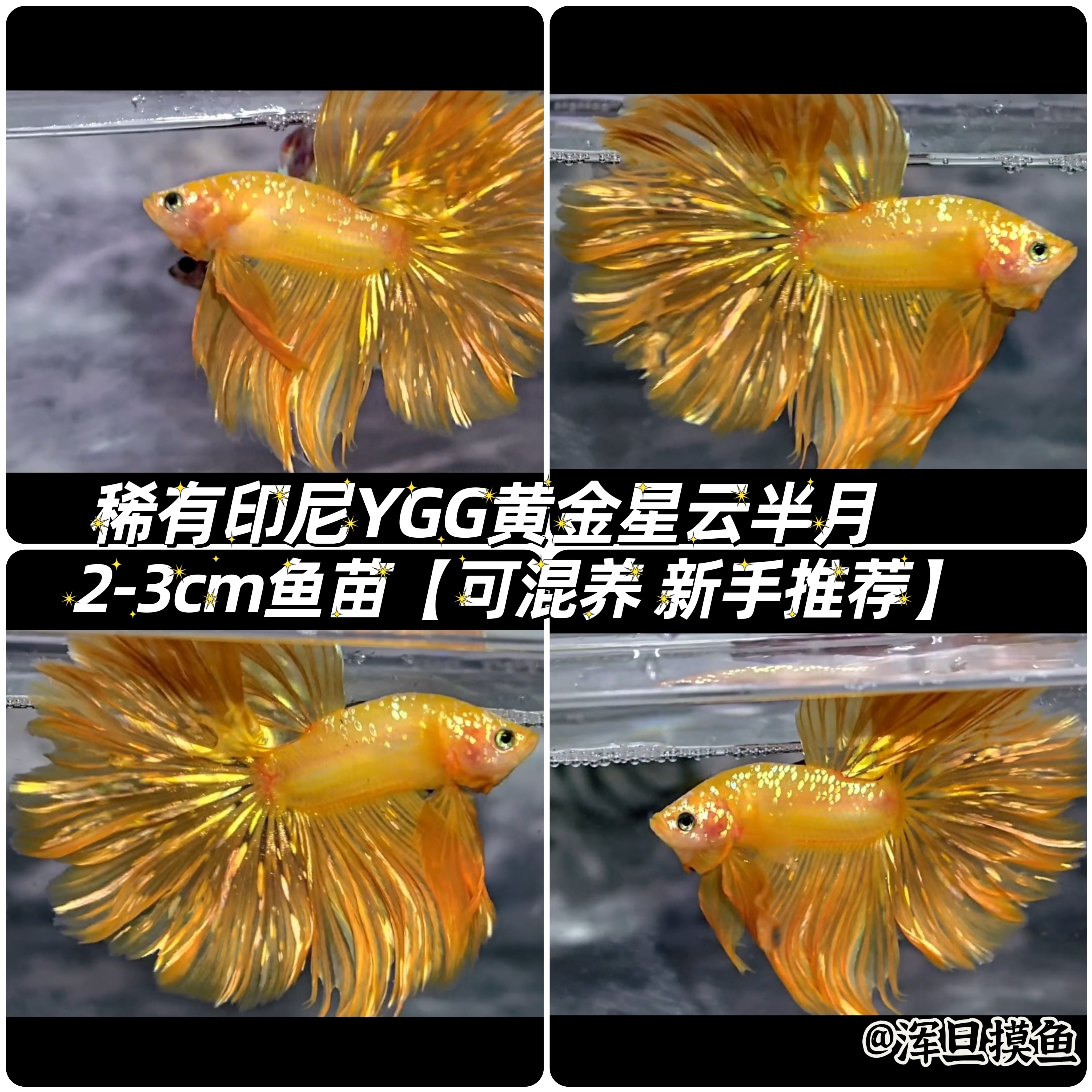稀有款印尼YGG黄金星云半月高端种鱼鱼苗千元级后代热带观赏鱼
