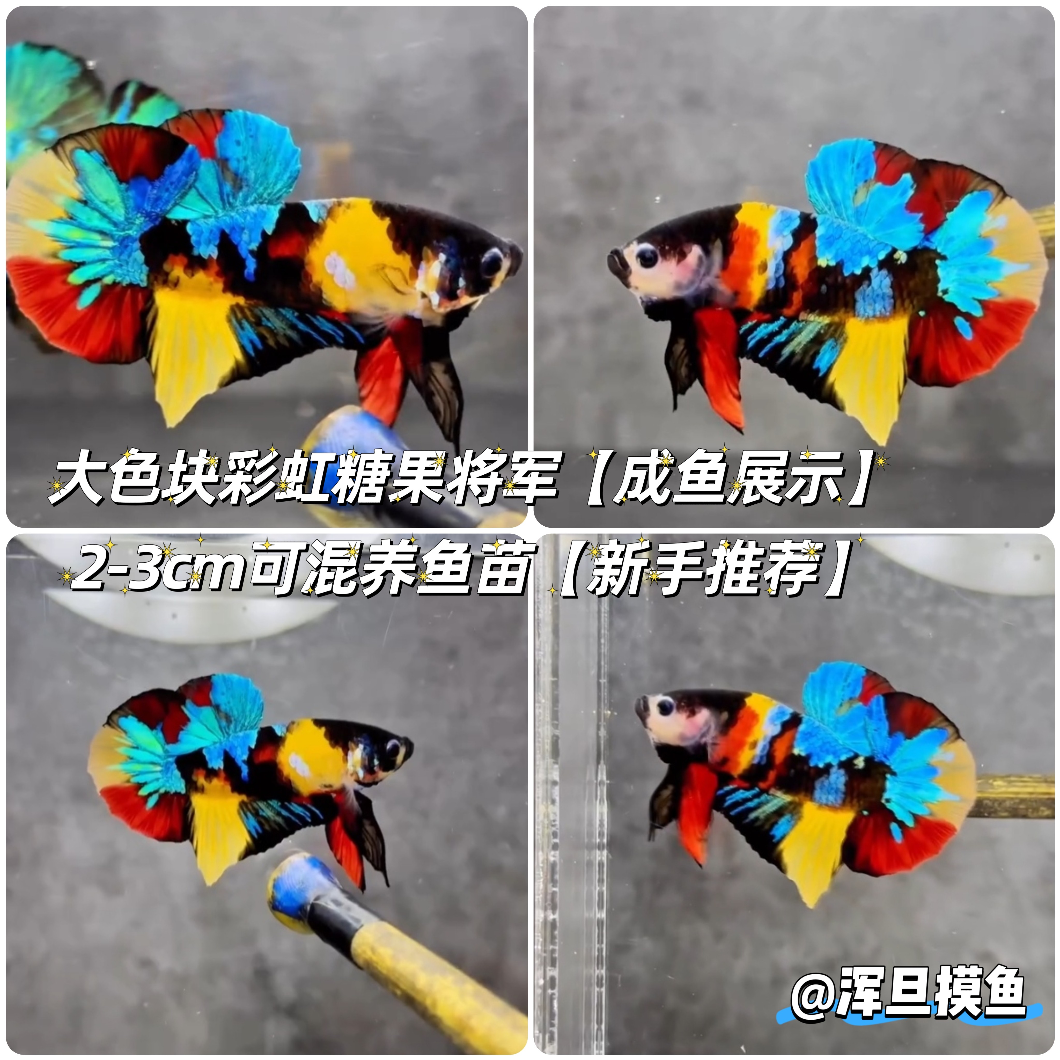 彩虹糖果大色块糖将军泰国斗鱼观鱼