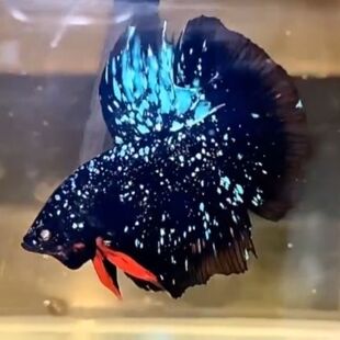 婚纱鱼泰国斗鱼苗暗黑满天星半月活鱼观赏鱼活体宠物热带鱼淡水鱼