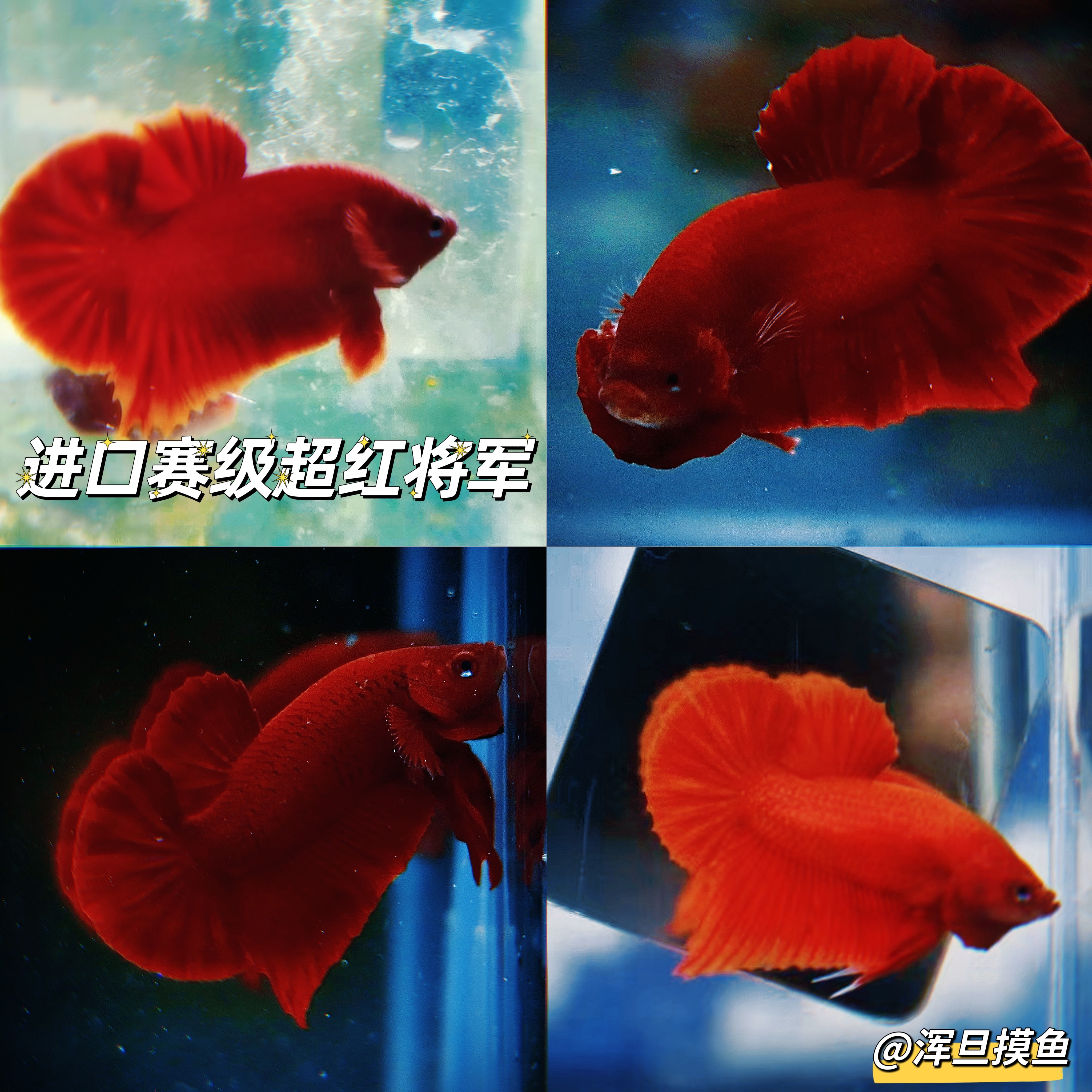 进口赛级超红将军鱼苗泰国斗鱼混养鱼苗将军斗鱼繁殖水族宠物观赏