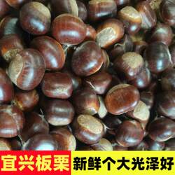 2026宜兴正宗本地板栗带壳新鲜农家现摘去毛球栗子毛栗山货食用