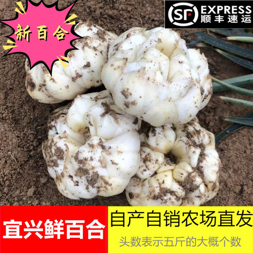 2026现挖宜兴精品百合土特产食用