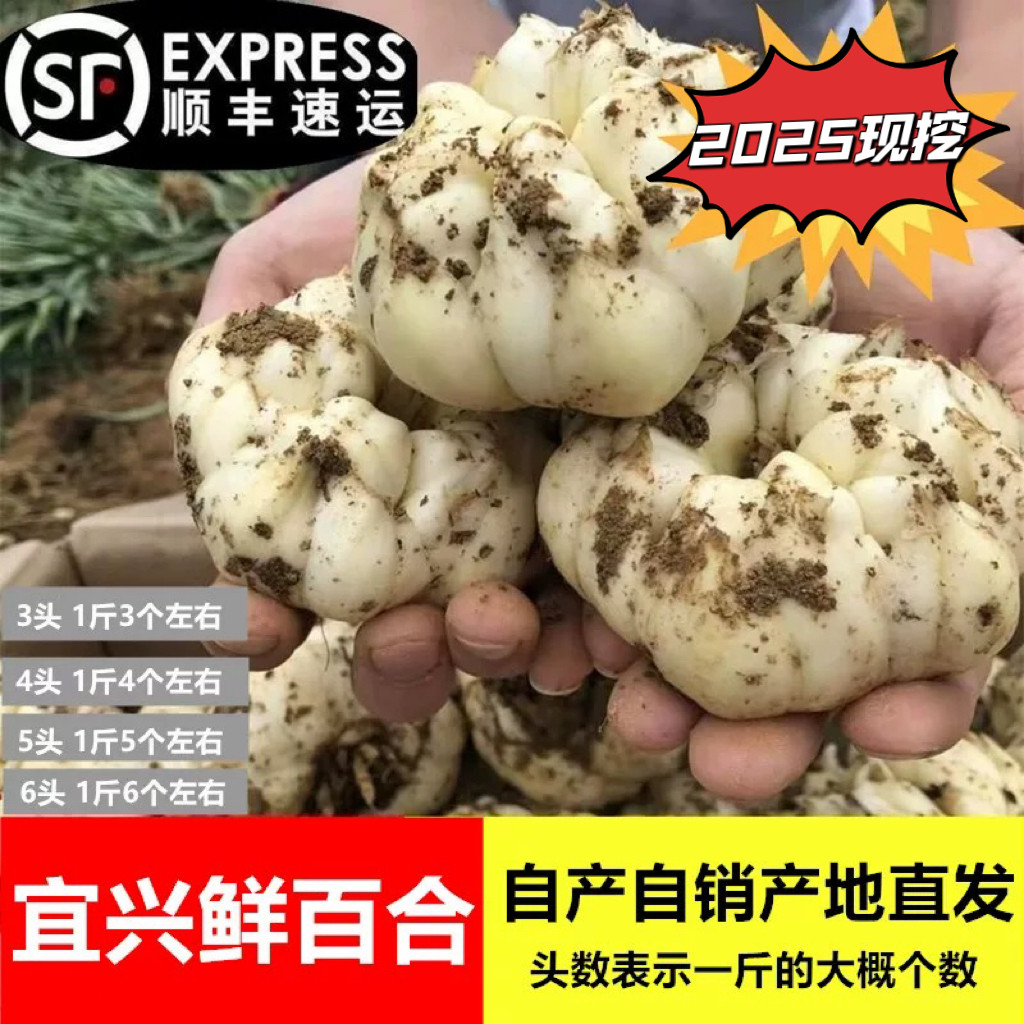 2025宜兴新鲜百合农家微苦鲜土特产级食用大白合顺丰包邮