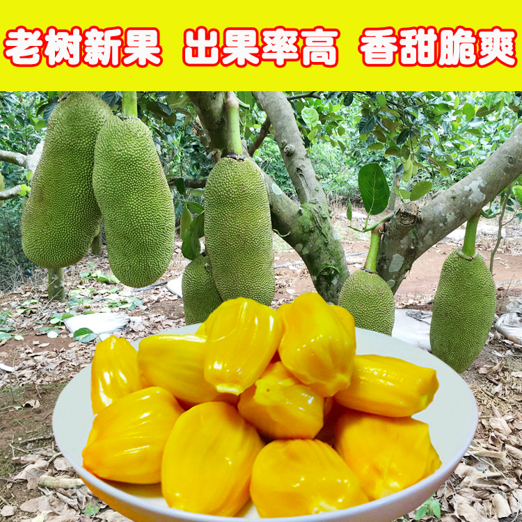 25-30斤海南三亚黄肉菠萝蜜新鲜水果热带波罗蜜木菠萝整个40包邮