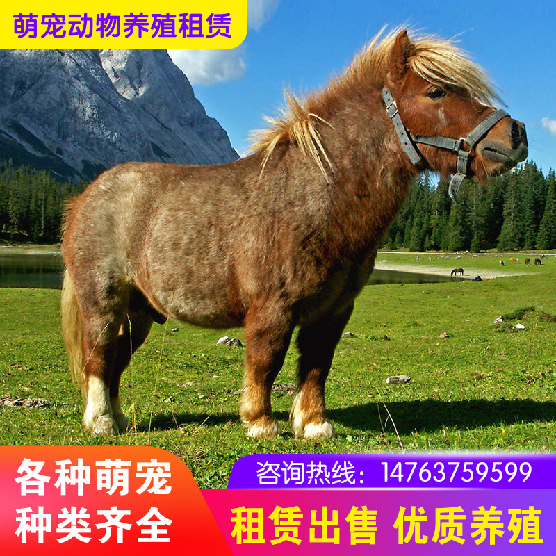 旅游景区观光特兰迷你儿童小马驹