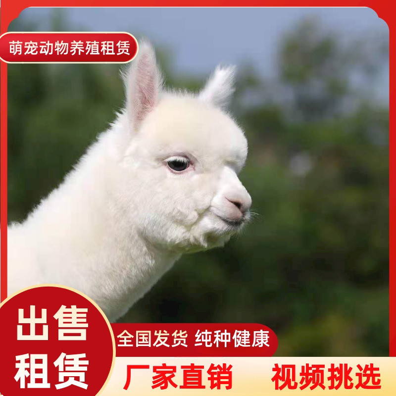 羊驼出租梅花鹿萌宠动物活体租赁畜牧/养殖技术服务