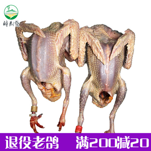 两只老鸽子陪比赛鸽飞农村玉米