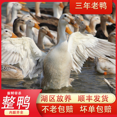 三年老鸭子生态放养现杀洪湖整鸭水鸭农家散养 老鸭汤 土鸭麻鸭 - 封面