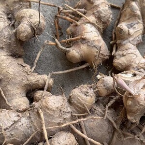 野生老风姜月子姜新鲜采挖食用姜