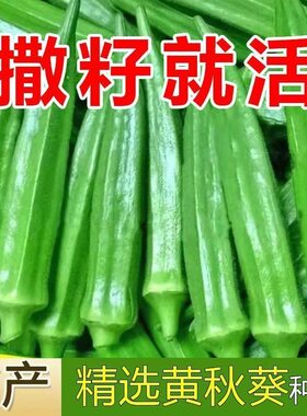 正宗秋葵种子水果黄高产红