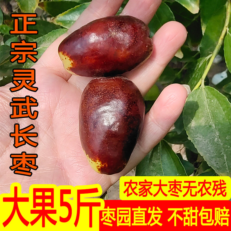 【顺丰包邮】宁夏灵武长枣新鲜长红枣礼盒装果园直发脆甜多汁农家